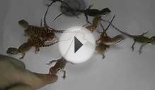 Baby Bearded Dragons For Sale! $100-150 ea. (Hypo Trans