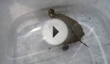 Baby four-eyed turtles at the Tennessee Aquarium