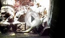 Baby Nile Monitor Lizards Domestic Dispute