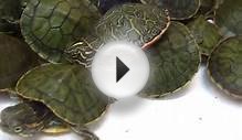 Baby Red Ear Sliders Baby Painted turtles and Red Belly