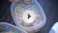 Baby Turtles Hatching