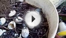 Baby turtles hatching out of their shells