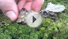 Baby yellow-blotched map turtles at the Tennessee Aquarium