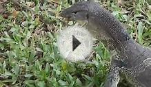 Bangkok; Lumphini Park; Small Monitor Lizard Downs A Meal