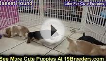 Basset Hound, Puppies, For, Sale, In, Houston, Texas, TX