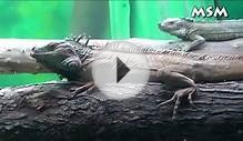 Beautiful iguana Pet