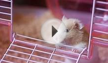 Before You Buy A Hamster - Supplies Needed for a Pet Hamster