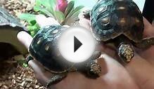 Buy High Quality RedFoot Tortoises - For Sale with Same
