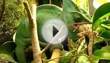 Chameleon Facts For Kids | Chameleon Habitat & Diet