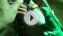 Chinese Water Dragon eats Goldfish quality sound CR UNCH