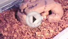 Corn Snake Eating (For sale)