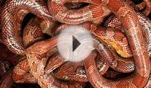 Corn Snakes as Pets - Introduction