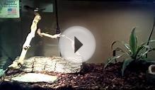 Corn Snakes for Sale! & Savannah monitor update.