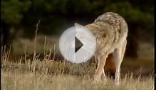 Coyote - National Park Animals for Kids