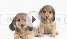 crittermatch Puppy for Sale portal
