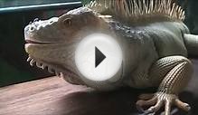 Custom Cage for a Large Male Green Iguana