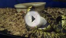 Desert king snake strikes and kills mouse