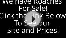 Dubia Roaches For Sale