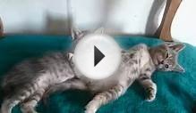 Exotic Ocicat Kittens for sale