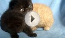 Exotic shorthair kittens for sale