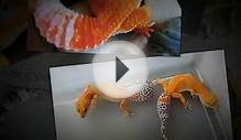 Female Leopard Gecko for Sale .GammaGeckos.com Leopard