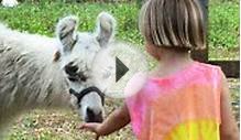 Fiesta Farm ~ San Antonio Petting Zoo - Animals for