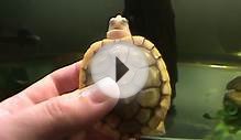 For Beginner Turtle Owners