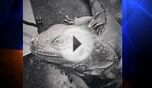 Godzilla,’ Paramount Pet Store’s Mascot Iguana, Stolen