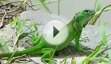 Google Pictures of Reptiles