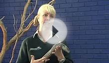 Handling the blue tongue lizard