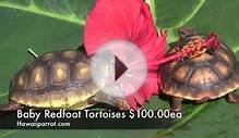 Hawaiiparrot.com Tortoises Redfoot Babies for sale