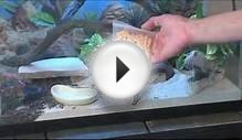 How to Care for Leopard Geckos : Leopard Gecko Habitats