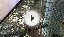 How to take care of your pet birds useful tips funny.wmv