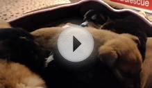 Husky / Border Collie Mixed Puppies (R) - LiveAnimals.tv
