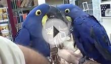 Hyacinth Macaws Birds for Sale Golden Cockatoo Exotic Birds