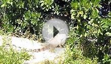 Iguana Invasion Exotic Pets Gone Wild in Florida