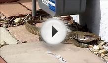 Large Wild Monitor Lizard in Florida Backyard