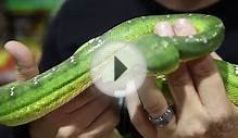 Little Girl Loves Giant Snakes! SnakeBytesTV - Ep. 402