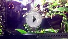 Live Planted vivarium with waterfall for sale