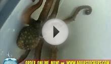 Live Pygmy Octopus - Purchase Online @ AquaStockers Com