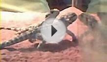 lizards fight over food