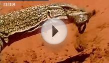 Lizards, snakes and poisonous animals roaming the deserts