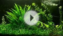 Low Maintenance Low Tech Fish Tank