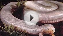 Mexican Mole Lizard: Strange Lizard-Worm-Snake Like