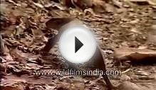 Monitor lizard