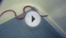 My corn snake and the bath(For sale)