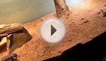 New Desert Horned Lizard Cage