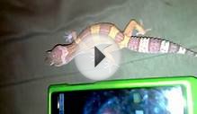 New Loepard gecko PetCo (video#22)