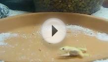 New Pet - African Clawed Frog