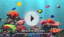Oceans Direct Saltwater Aquarium Store - Exotic Fish